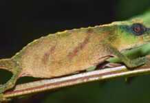 Le caméléon pygmée