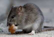 RDC : la peste menace Un rat