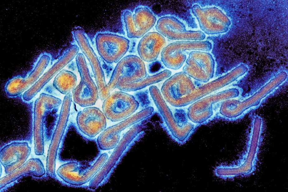 Marburg Virus Sterblichkeitsrate