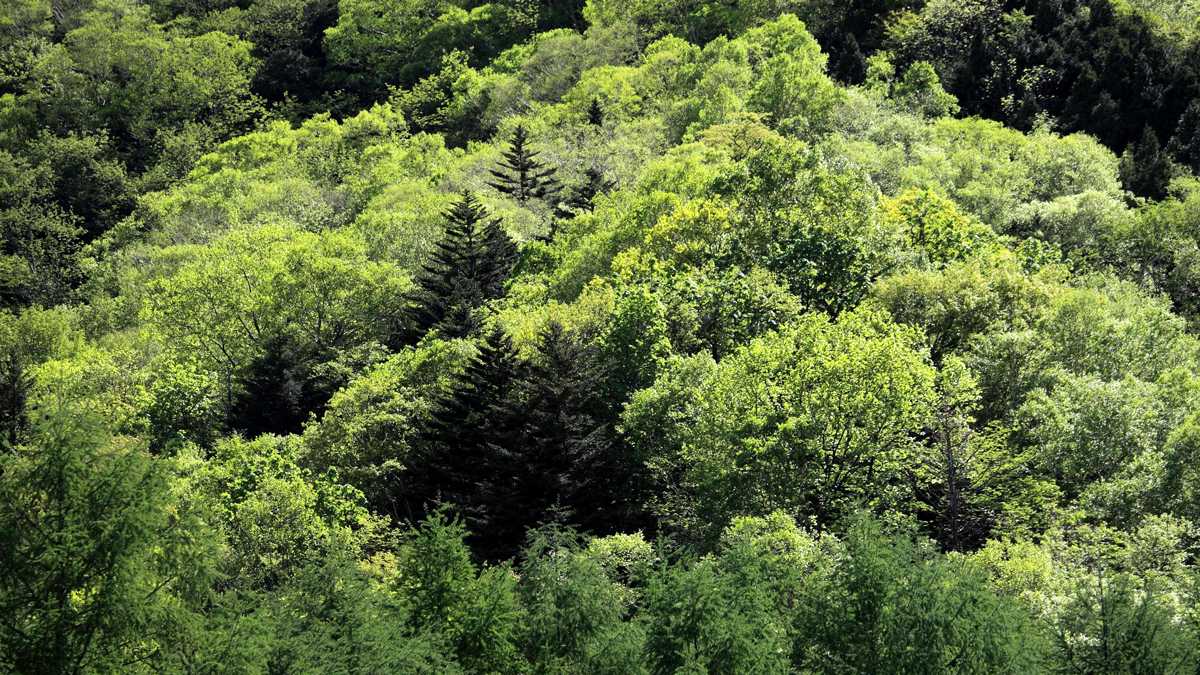 La canopée d'une forêt