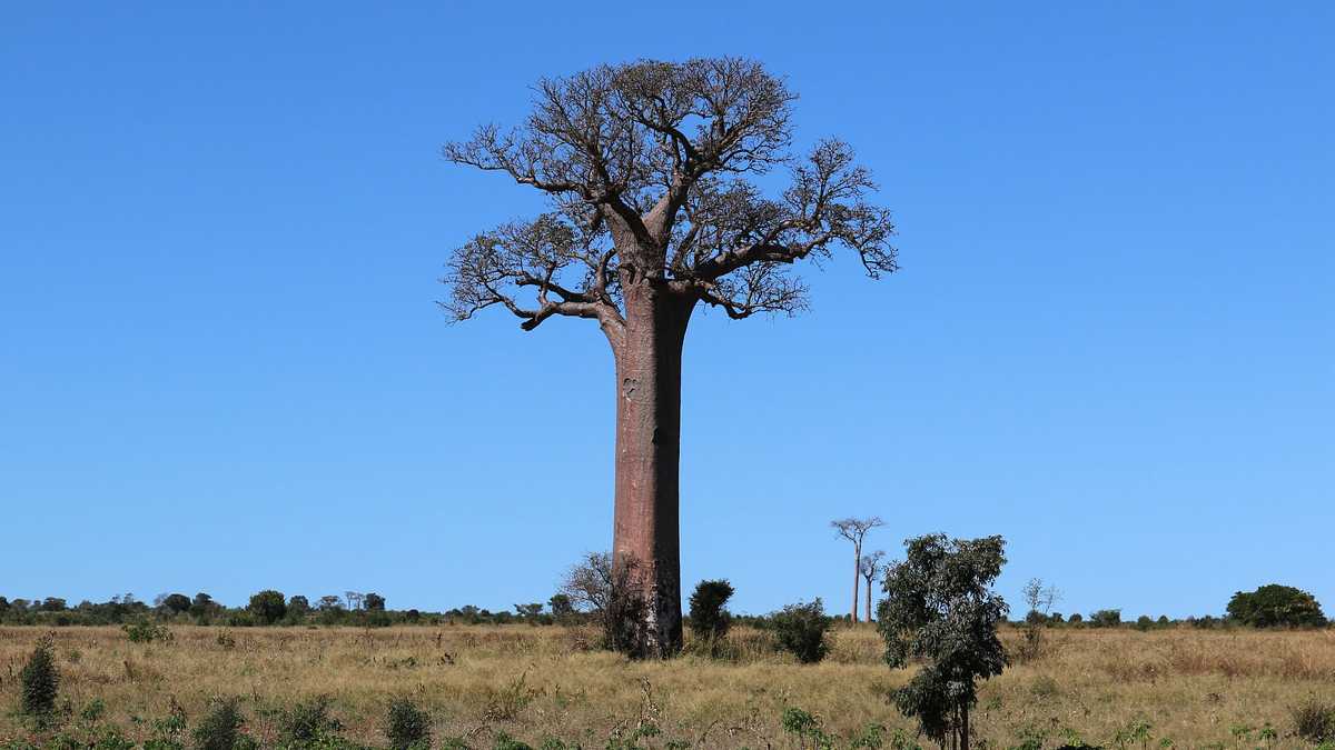 Un baobab