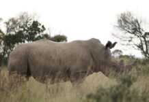 rhinocéros Risothope