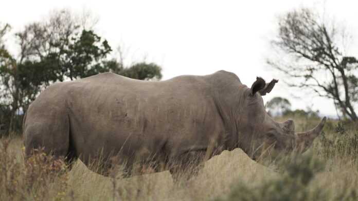 rhinocéros Risothope