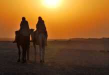 Des chameaux dans le désert