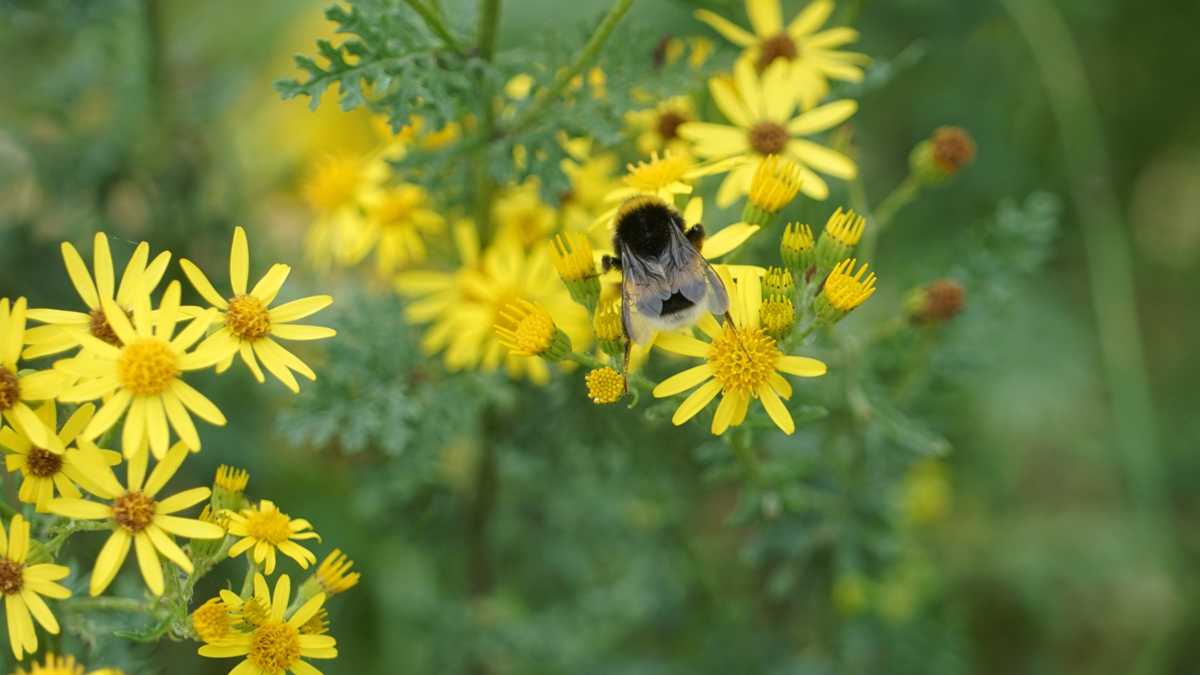 Des fleurs et un bourdon