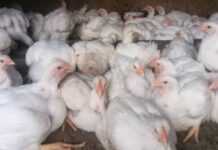 Élevage de poulets de chair
