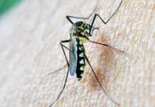 Un moustique vecteur de paludisme