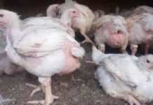 Poulets de chair élevés dans une ferme