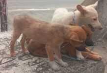 Carnet du voyageur : à la découverte des vendeurs de « chiens de race » à Douala Chiots en vente à Douala