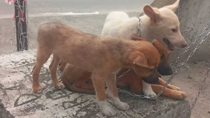 Chiots en vente à Douala