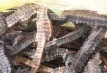 L’hippocampe, un animal aquatique « surnaturel » Des hippocampes