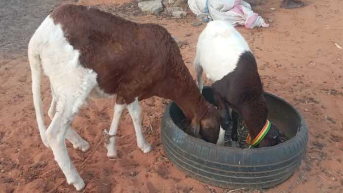 Elevage de petits ruminants à Dakar