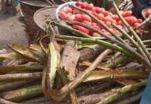 A la découverte du Triumfetta pentandra, plante aux mille vertus Le Triumfetta pentandra