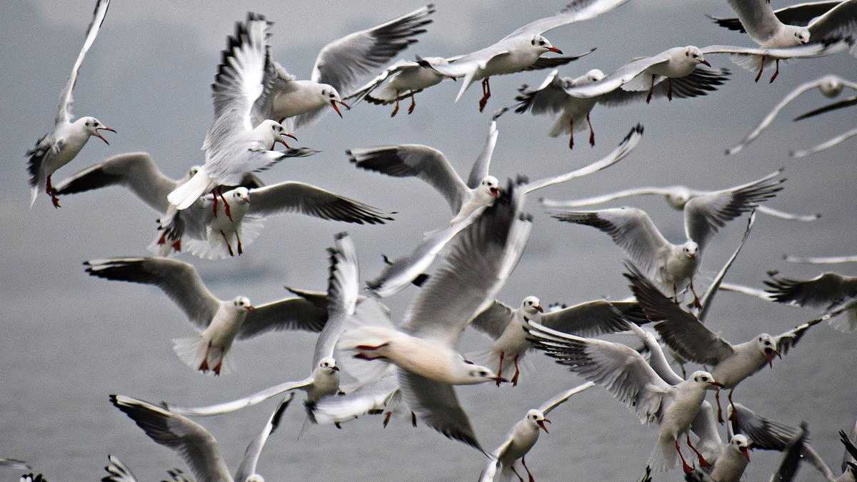 Des oiseaux migrateurs