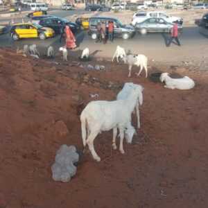 Vente de moutons à Dakar