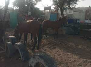 Chevaux dans le parc