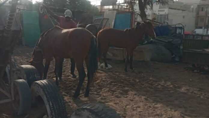 Chevaux dans le parc Chevaux dans le parc