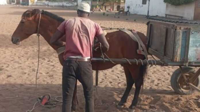 Aliou Ndiaye prépare son cheval