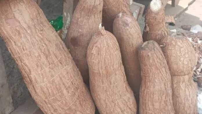 Des bâtons de manioc