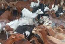 RDC, Rutshuru : l’ombre d’une peste animale plane sur Kiwanja Troupeau de chèvres