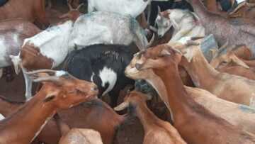 RDC, Rutshuru : l’ombre d’une peste animale plane sur Kiwanja Troupeau de chèvres