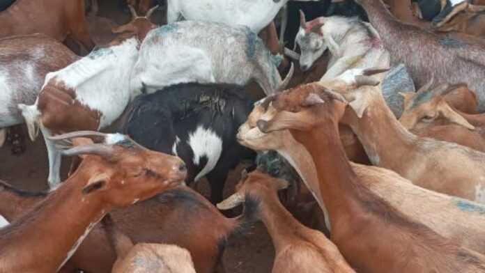 Troupeau de chèvres Troupeau de chèvres