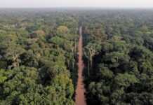 Forêt du Bassin du Congo