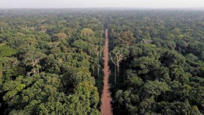 Forêt du Bassin du Congo