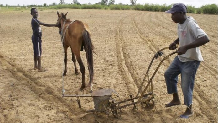 Paysan sénégalais