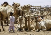 Au moins 27 morts entre le Tchad et le Soudan pour 5 têtes de chameaux