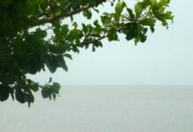 Vers un risque de disparition des écosystèmes de l’estuaire du Wouri Embouchure du Wouri