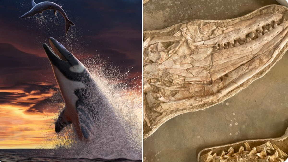 Un nouveau monstre des mers géant découvert au Maroc