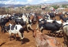 RDC : le défi alimentaire peut être relevé ! RDC : le défi alimentaire peut être relevé !