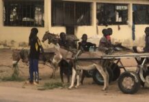 Sénégal : «J’ai 12 ans et je suis déjà un grand transporteur» Conducteurs de cxharrettes
