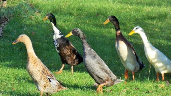 Des canards indiens chasseurs