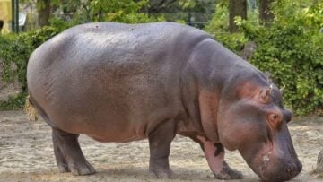 Nord-Kivu : les carcasses d’hippopotames de la Semuliki ravivent la crainte de l’anthrax Un hippopotame