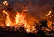 Algérie : deux arrestations à Bejaia suite aux feux de forêts en Kabylie Feu de forêts en Algérie