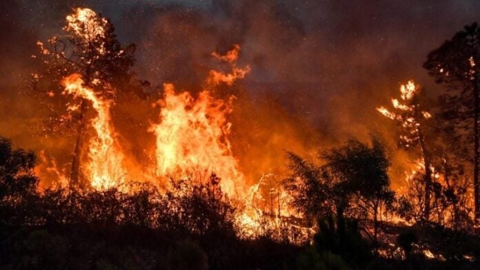 Feu de forêts en Algérie