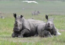Des rhinocéros blancs