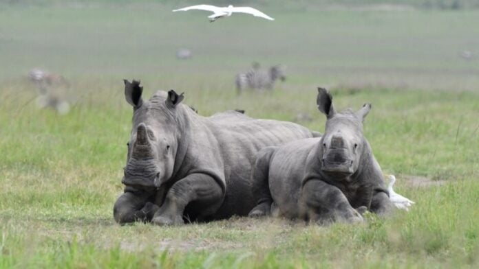 Des rhinocéros blancs