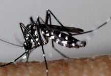 Un moustique vecteur de dengue