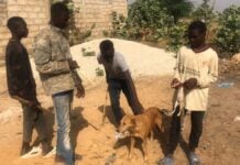 De jeunes chasseurs au Sénégal