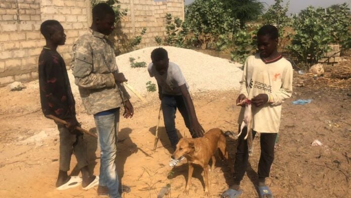 De jeunes chasseurs au Sénégal