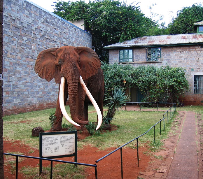 Nairobi_Museum_elephant