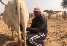 Le berger Babacar Cisse en train de traire une vache