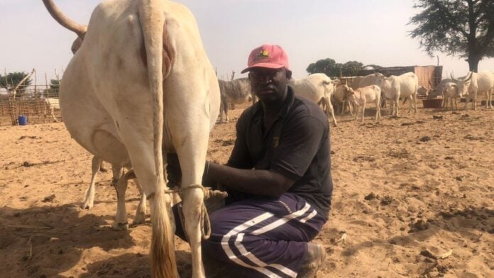Le berger Babacar Cisse en train de traire une vache