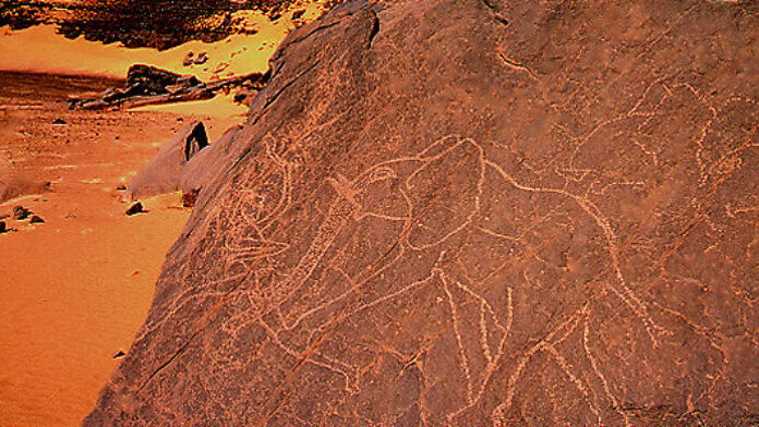 Elephant désert Algérie @Sébastien Cailleux