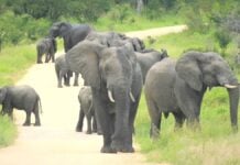 Un groupe d'éléphants