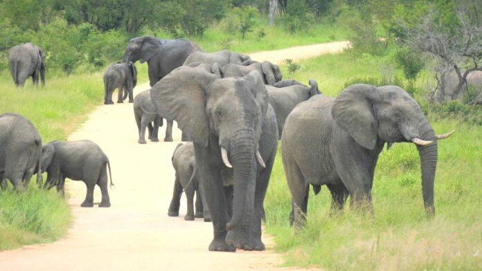 Un groupe d'éléphants