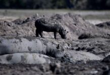 Des hippopotames en danger de mort face à la sécheresse au Botswana Des hippopotames